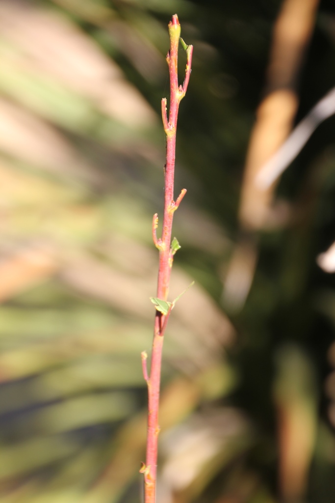 Kangaroo damaged plant Kangaroo damaged plant