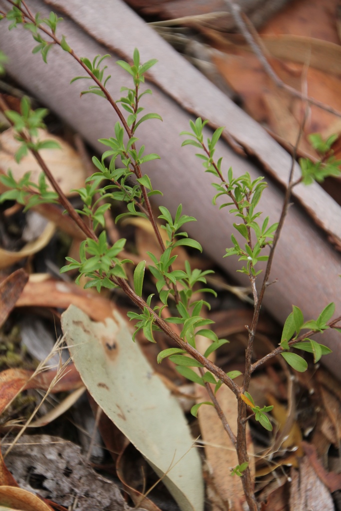 Native plant regrowth