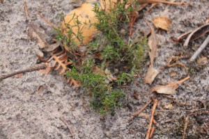 Native plant regrowth