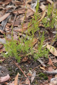 Native plant regrowth
