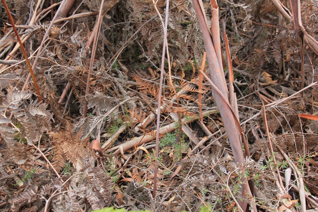 Native plant regrowth