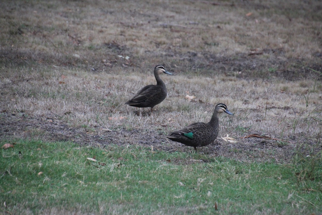 A pair of Pacific Black Duck