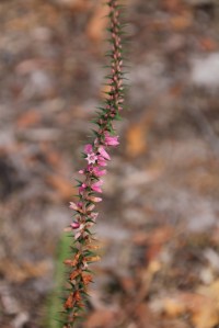 Pink Heath