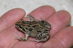 Spotted Grass Frog