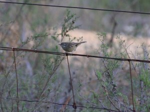 White-Browed Scrubwren