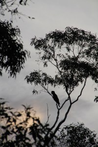 Silhouette of a Yellow-Tailed Black Cockatoo