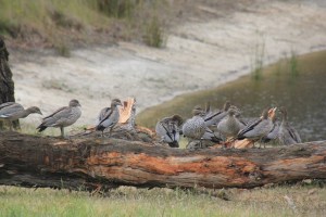 Australian Wood Ducks