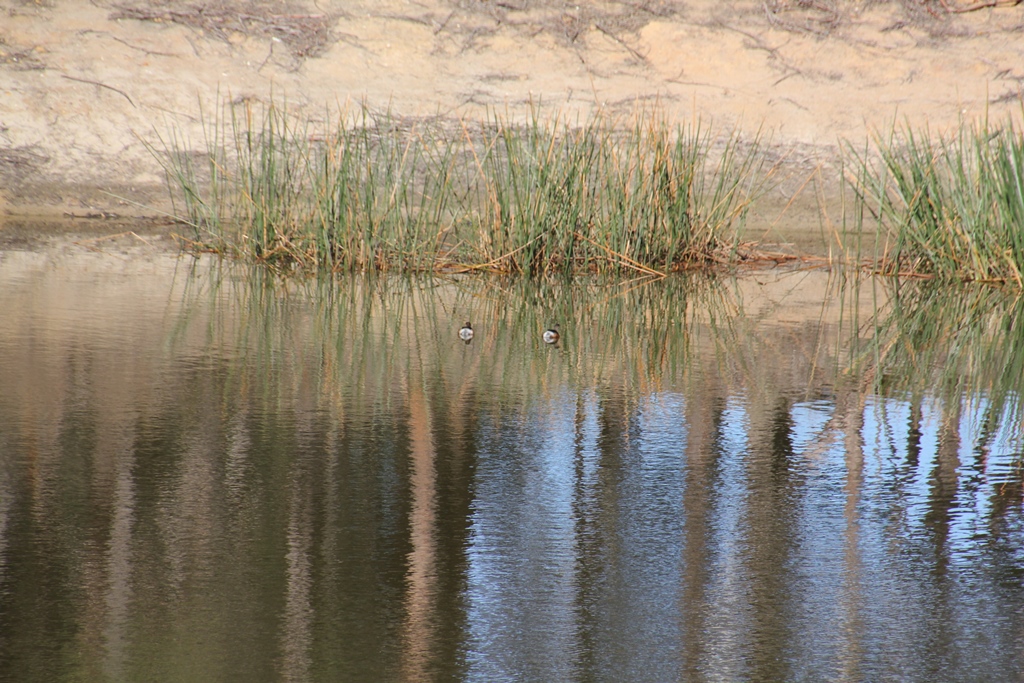 Australasian Grebe