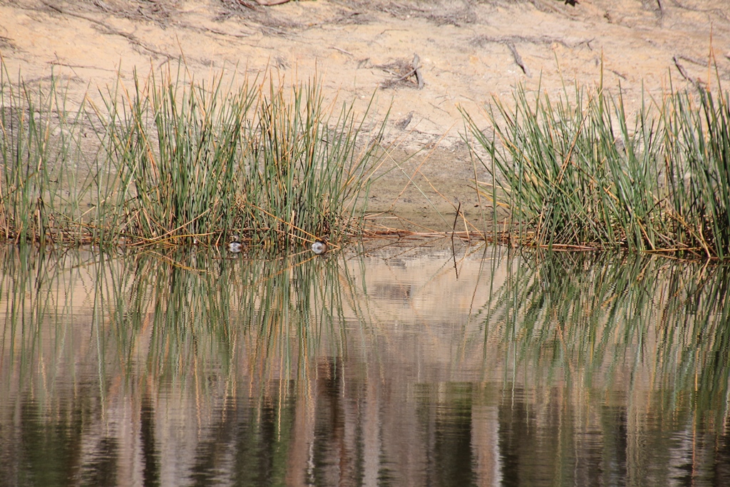 Australasian Grebe