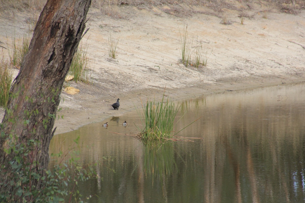 Australasian Grebe with Yellow Tailed Black Cockatoo.