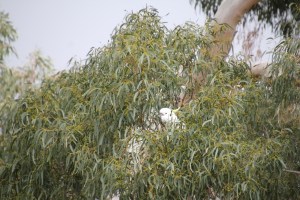 Cockatoo Eating Gumnuts