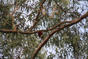 Crimson Rosella