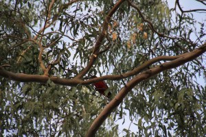 Crimson Rosella