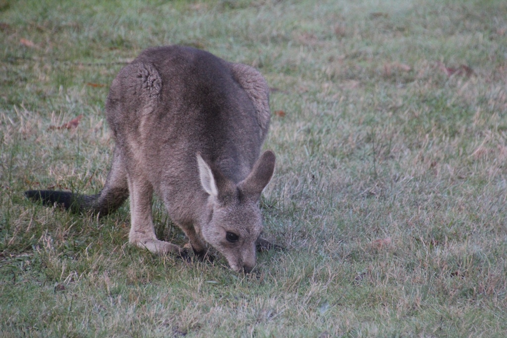 Young Eastern Grey Kangaroo  Female