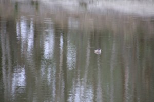 Australasian Grebe