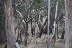 Kangaroo from my study window.