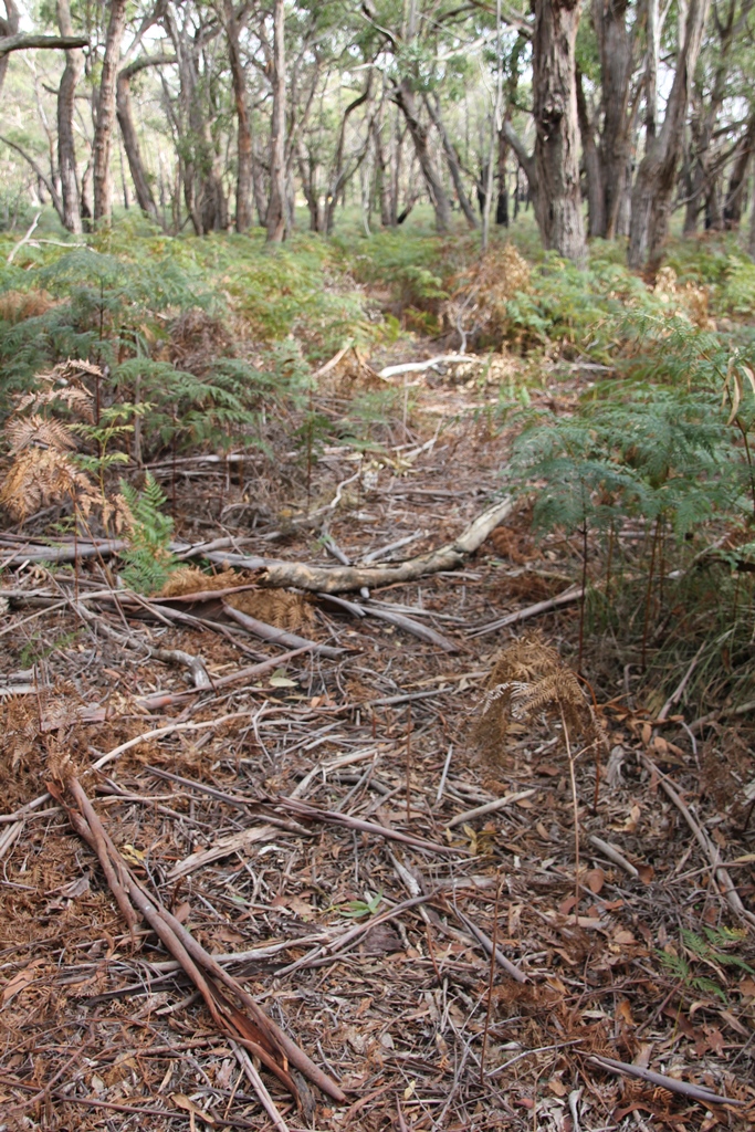 Daily Prompt: Journey – My Morning&nbsp;Walk