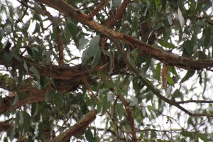 Somewhere Up There...!