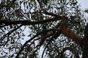 Bird calling from a gum tree.