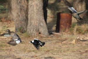 Magpie V. Ducks 08