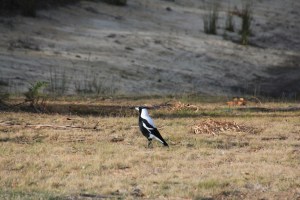 Magpie V. Ducks 13