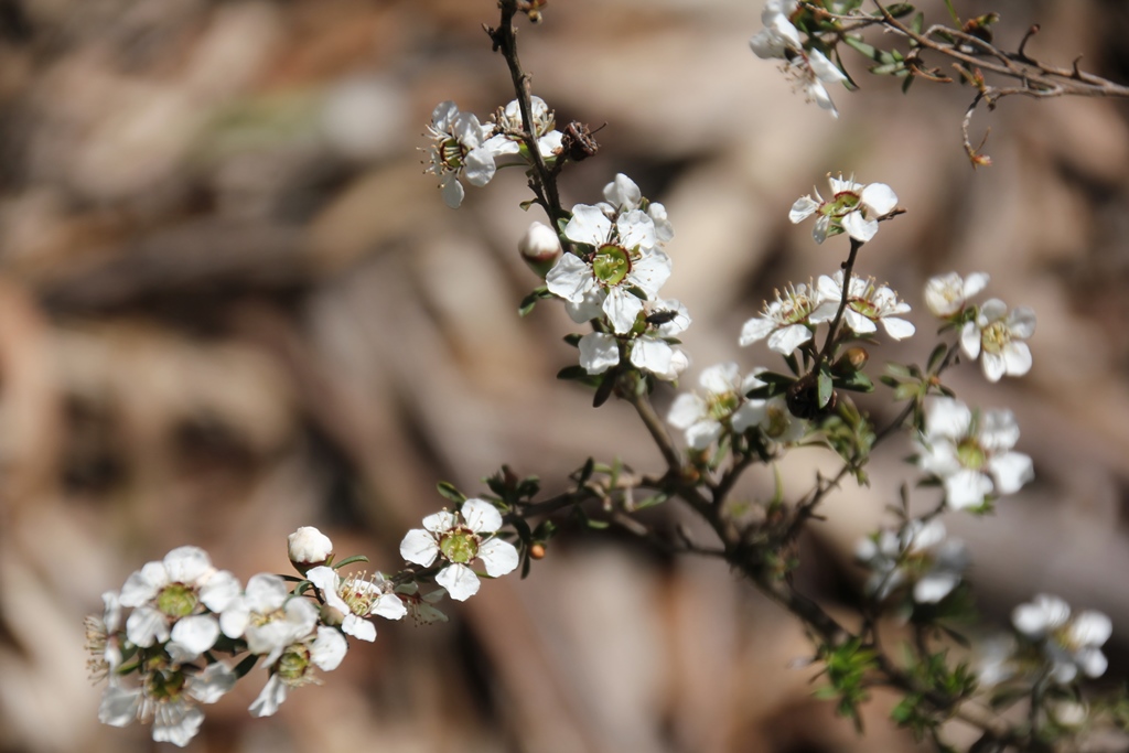 Heath Teatree