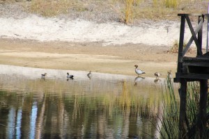 Australian Wood Duck