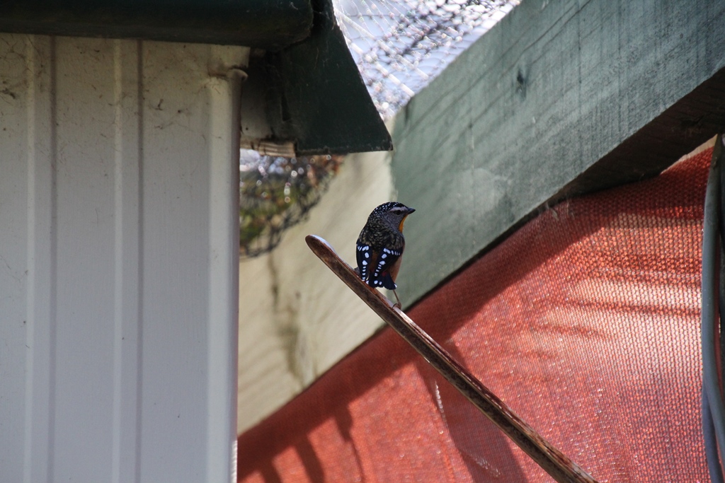 Spotted Pardalote