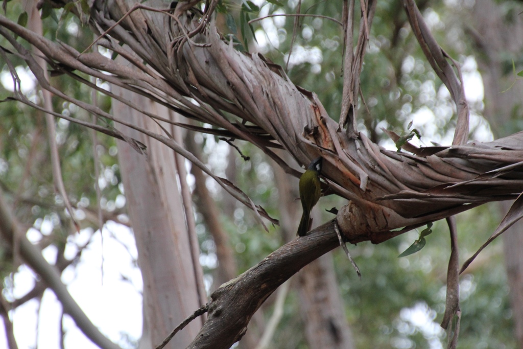 White-Eared Honeyeate