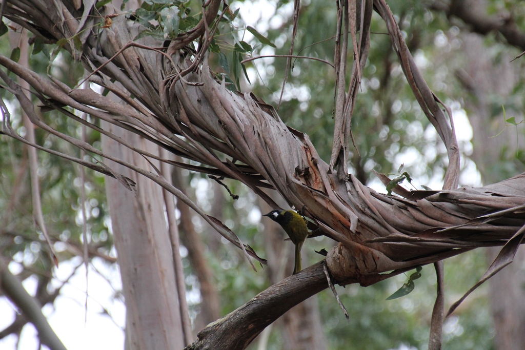 White-Eared Honeyeater