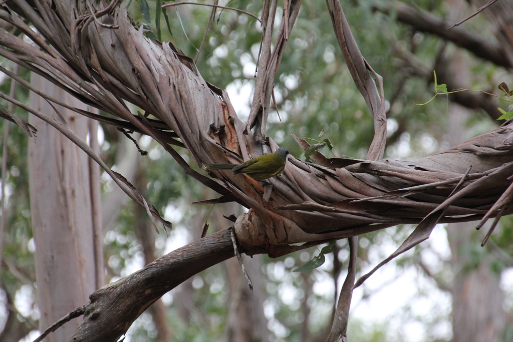 White-Eared Honeyeate