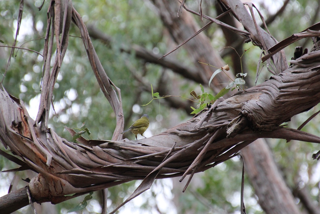 White-Eared Honeyeater