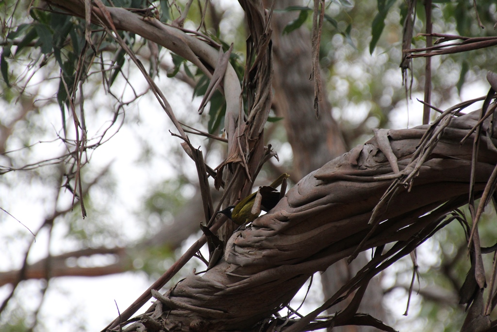 White-Eared Honeyeate