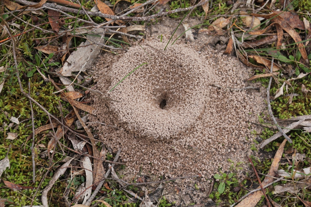 Soil Analysis by&nbsp;Anthill