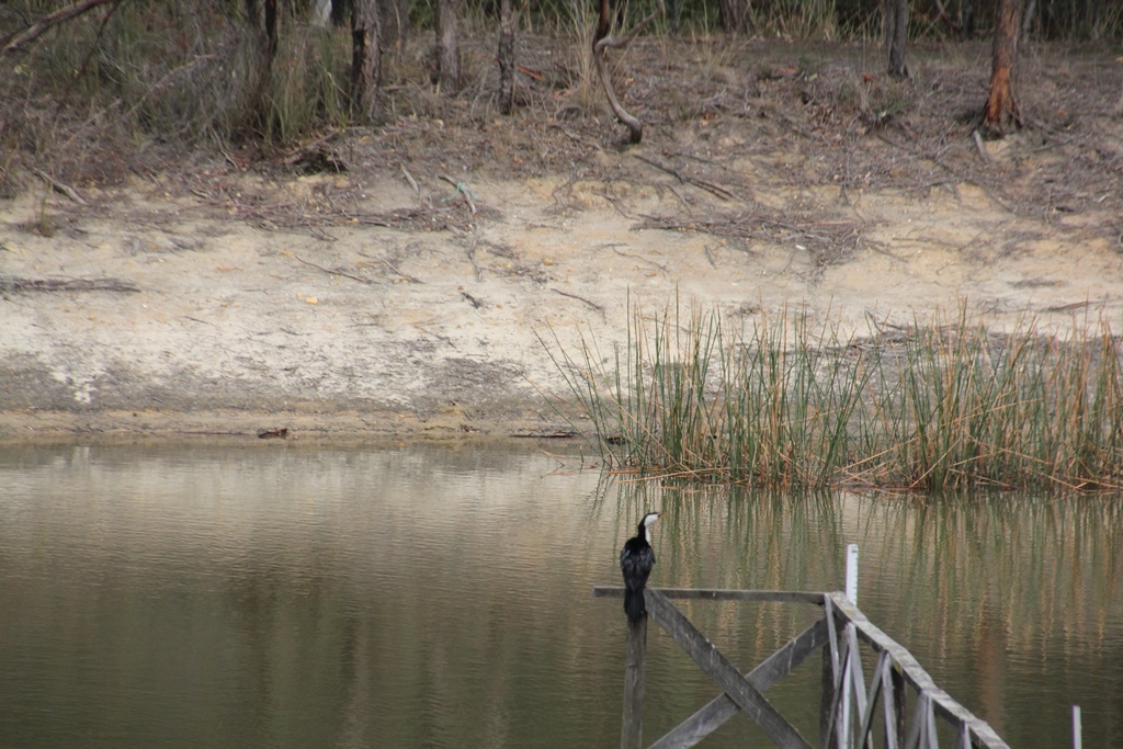 LIttle Pied Cormorant