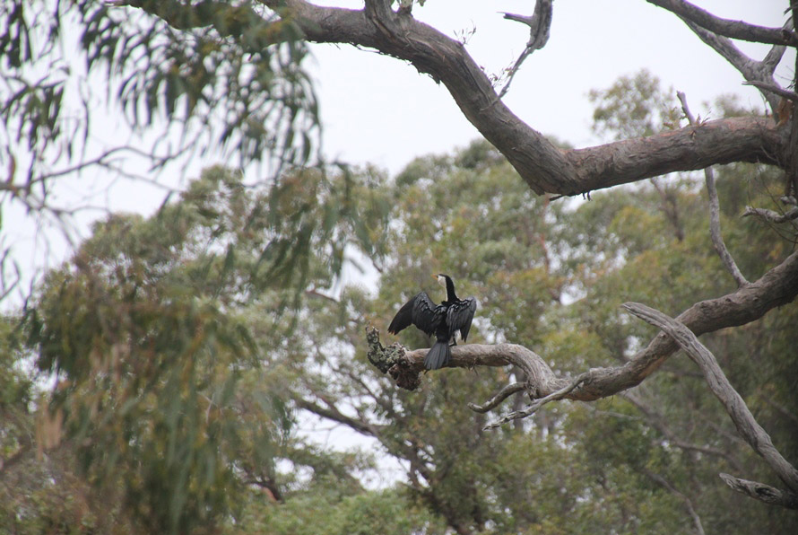 Little Pied Cormorant