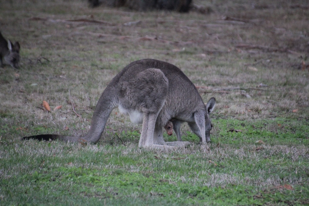Kangaroo with joey