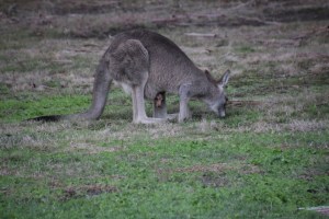 Kangaroo and joey