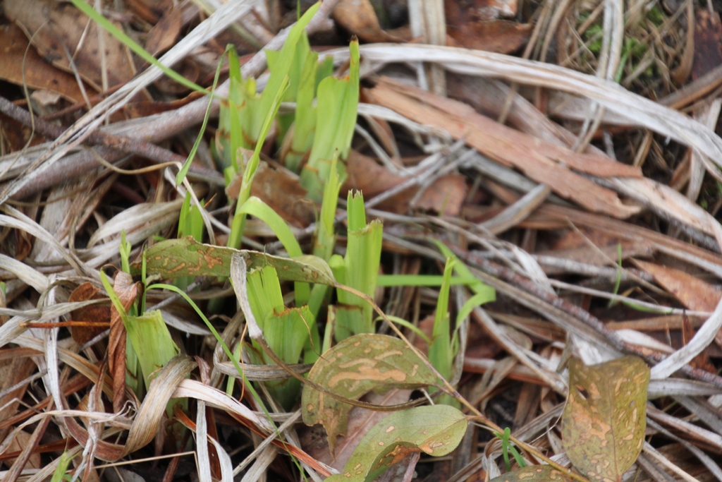 Playing Detective: Rainfall, Kangaroos, and the Lack of Native&nbsp;Flowers