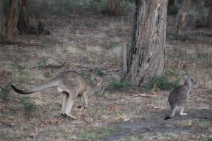 Kangaroos