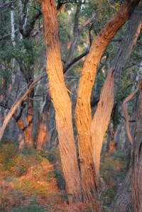 Sunset reflecting off tree