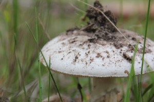 Fungi