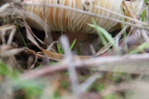 More Fungi 3