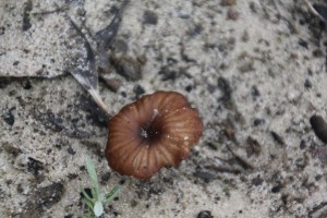 More Fungi 4