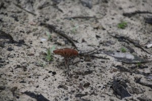 More Fungi 5