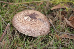 More Fungi 6