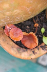 More Fungi 7