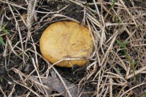 More Fungi 8