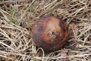 More Fungi 9