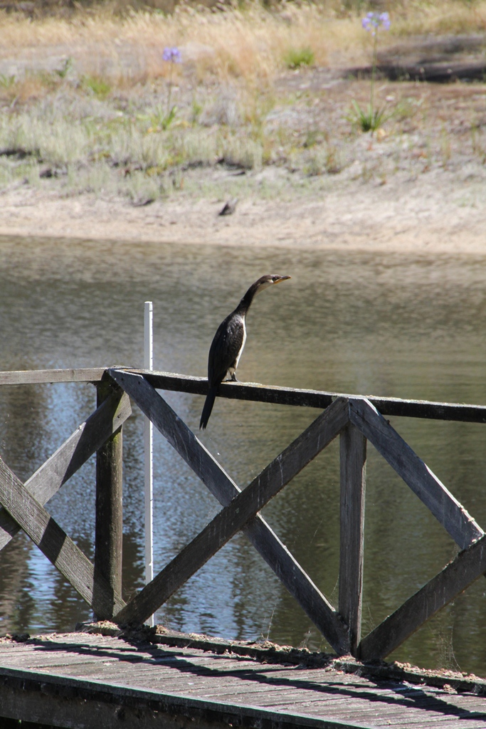 Little Pied Cormorant